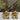 Golden Blossom Earrings